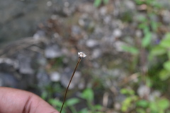 Eriocaulon eurypeplon